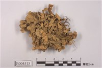 藏品(島衣屬 )的圖片